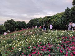 -立新湖公园