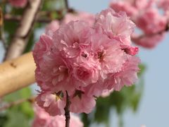 -天适樱花悠乐园