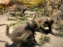 -国家自然博物馆