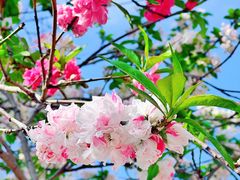 -海棠花溪(元大都城垣遗址公园)