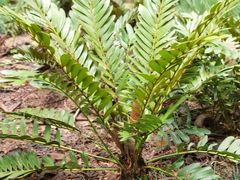 -中国科学院西双版纳热带植物园
