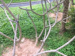 -深圳仙湖植物园-停车场