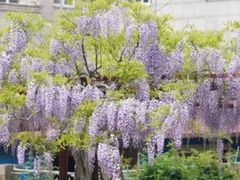 -嘉定紫藤园