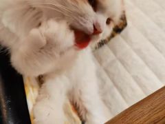 -平行世界·猫咖(首经贸店)