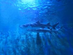 -锦艺城海洋馆