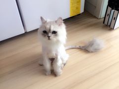 -A猫a狗全科·犬猫异宠·芥西宠物医院(南开总院)