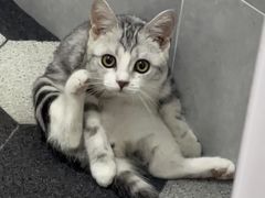 -糯米喵星人总部直营旗舰店·猫舍·幼猫出售