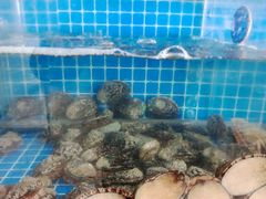 水产区-宾朋海鲜特色美食餐厅·纯手工鲅鱼水饺(兴海路店)