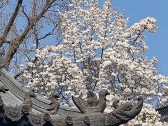 -灵谷景区