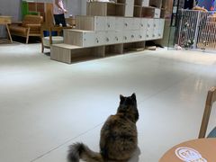 -藏猫猫咖啡主题馆(中央大道店)