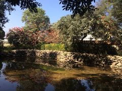 iphone_upload_pic-瑞丽独树成林风景区