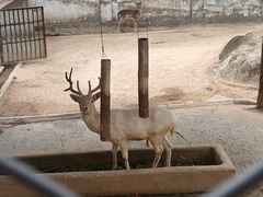 -深圳野生动物园