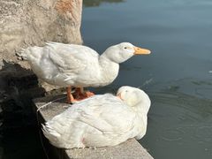 -七的湖·晚芳亭·阳澄湖农家菜·大闸蟹(莲花岛店)