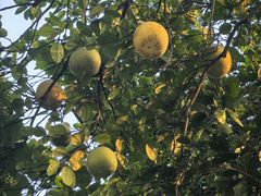 -云溪植物园