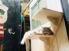 -猫咪博物馆(顶澳仔猫街店)