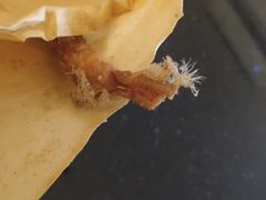 -老苗炸鸡(大学南路店)