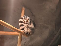 -Zoolung Zoolung动物主题公园(海信广场店)