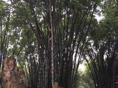 景点-望江楼公园