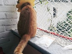 -喵屿·大理花园猫咖