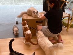 -猫咪派对(江南西店)