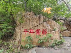 -龙口南山旅游景区