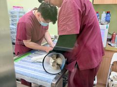 -瑞鹏宠物医院·宠保定点·心脏科·内科(御桥分院)