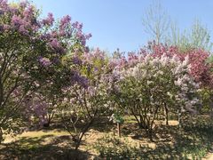 -大兴滨河森林公园