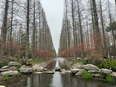 -东平国家森林公园