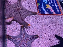 -暹罗海洋世界