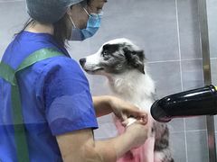 -宠福鑫康馨动物医院·骨科·眼科