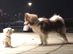 -钱江新城灯光秀