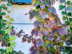 -天津东丽湖风景区