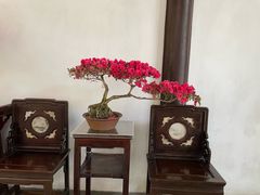 -上海醉白池公园