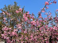 -昆山城市生态森林公园