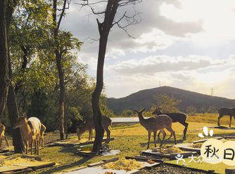 我发现小鹿们常出没的地方了