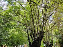 -瑞丽独树成林风景区