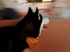 -Husky Go! 哈士奇体验馆·宠物咖啡厅狗咖