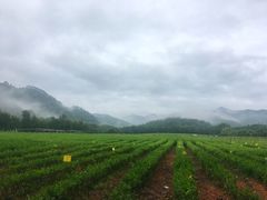 -中国茶叶博物馆(双峰馆区)