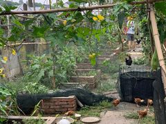 -马陆小张葡萄园农家乐