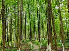 -桤木河湿地公园