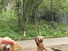 -贵州森林野生动物园