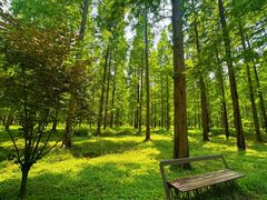 -黄海国家森林公园