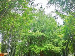 景点-望江楼公园