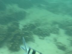 -东姑阿都拉曼海洋公园
