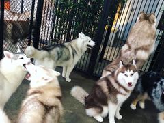 -TrueLove @ Neverland (Husky Cafe)