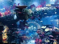 -迪拜帆船酒店海底餐厅