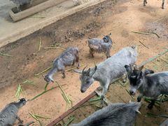 -深圳野生动物园