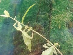 -上海大自然野生昆虫馆(东方明珠·爬宠昆虫探索中心)