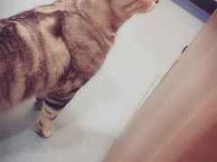 -萌兽医馆·犬猫专科·眼科中心·宠物医院(朝阳门分院)