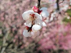 -白塘生态植物园